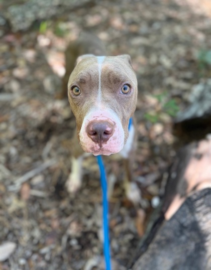 Mixed Breed