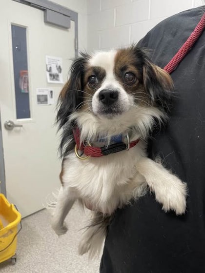 Kibbles (oreo)