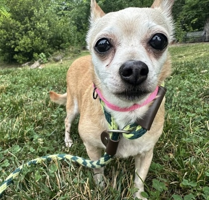 Jelly Bean, adoptable senior dog