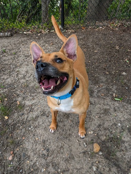 Bauer