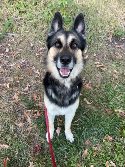 Mixed Breed