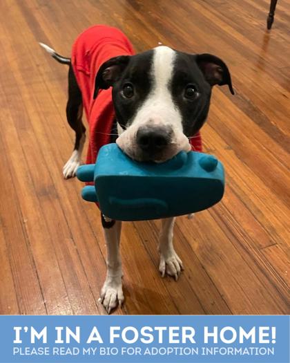 Using pool noodle for dog outlet cone