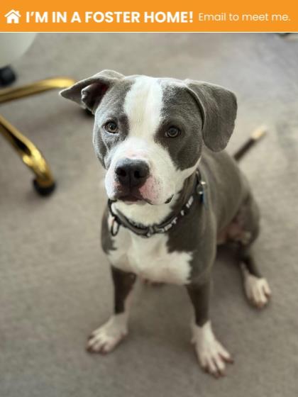 Bowie
