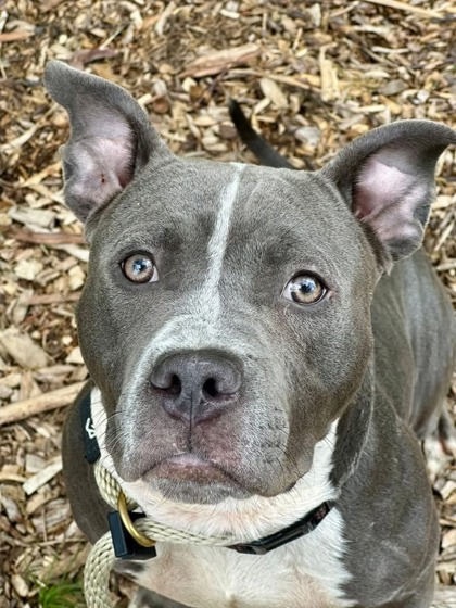 Mixed Breed