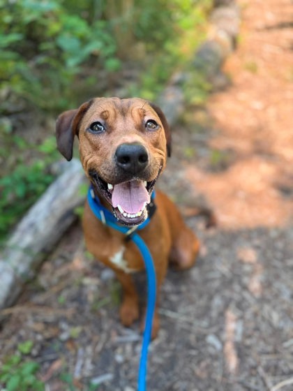 Mixed Breed