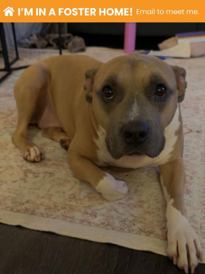 Tootsie