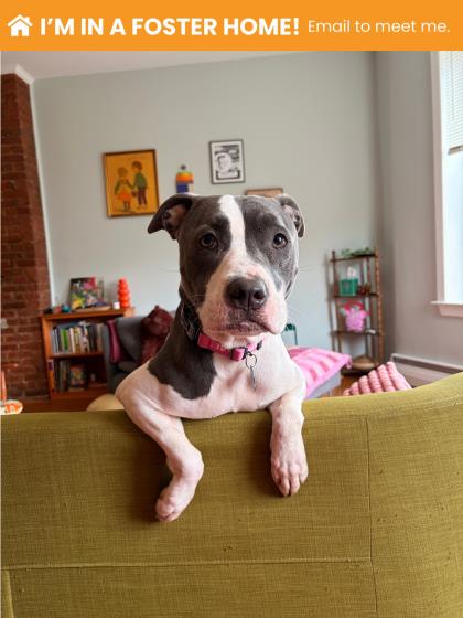 Mixed Breed