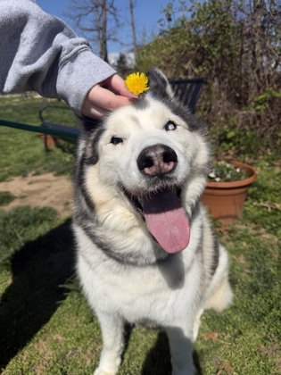 Nova