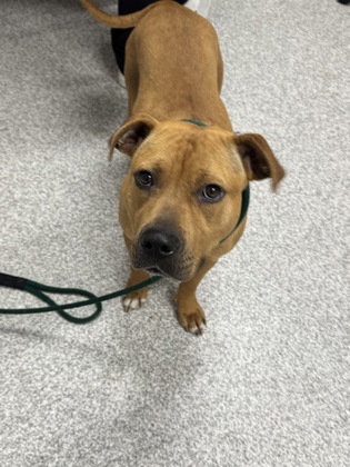 Mixed Breed