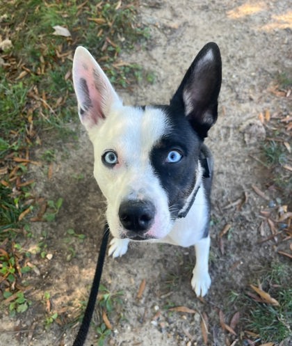 Mixed Breed