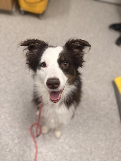 Scout