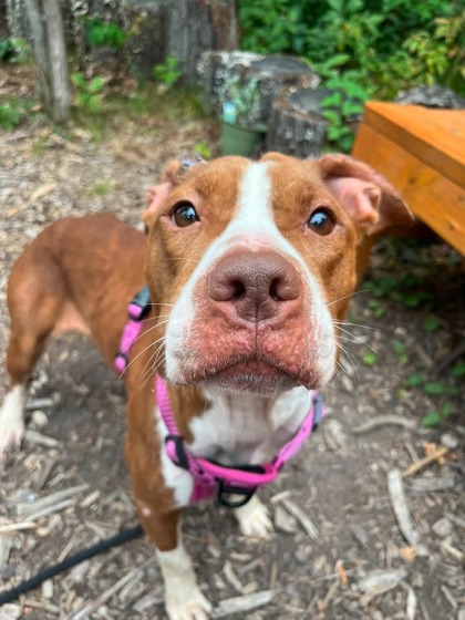 Mixed Breed