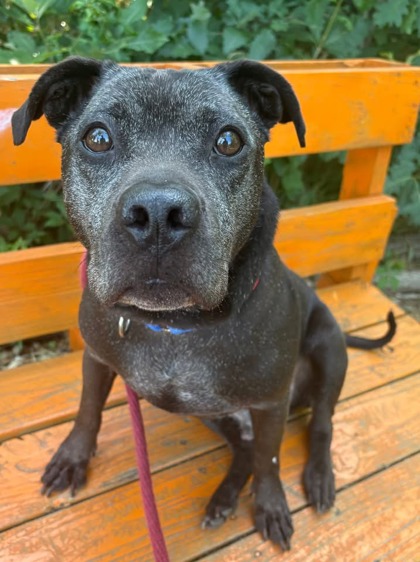 Carlos, adoptable senior Mixed Breed, Large (over 44 lbs fully grown)/Mix