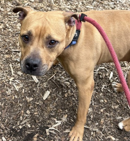 Mixed Breed