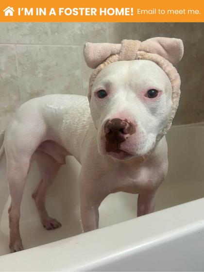Mixed Breed