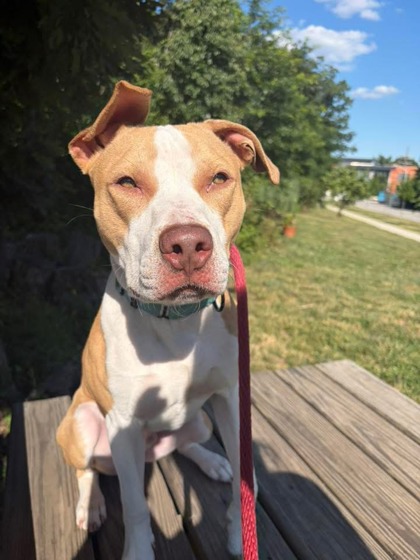 Mixed Breed