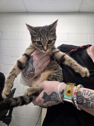 Robot Chicken 5 (black)