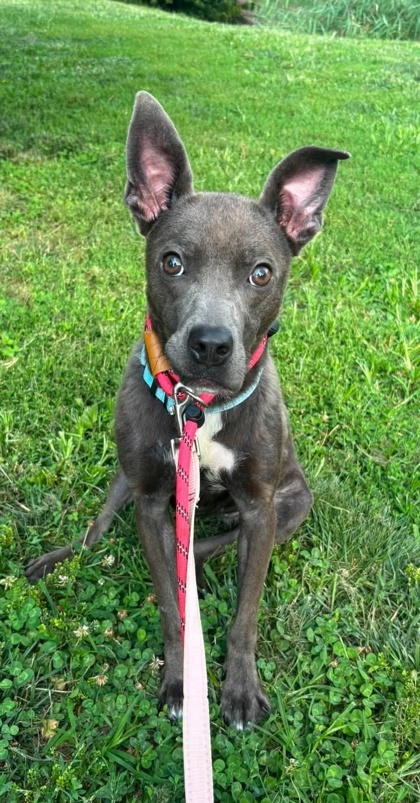 Mixed Breed