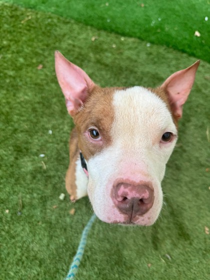Roscoe