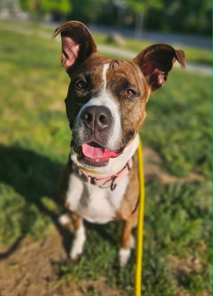Mixed Breed