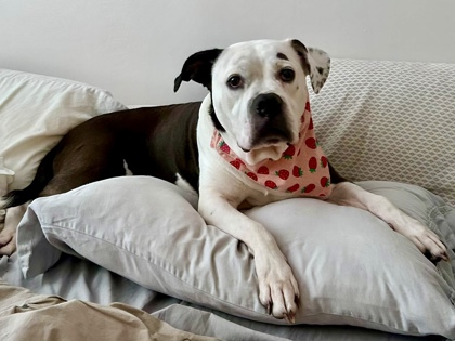 Mixed Breed