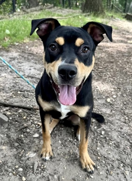 Mixed Breed