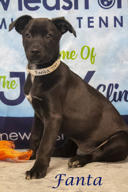 Bark In the Park, New Leash On Life