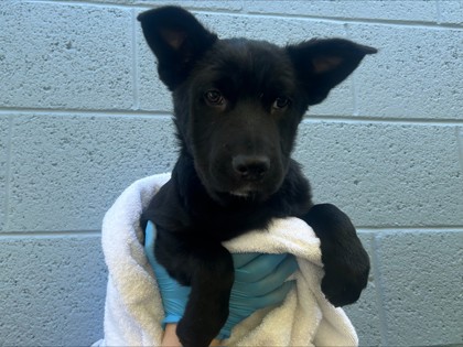 Adopted Dogs | Arizona Animal Welfare League