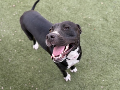 Adoptable pet: Colby