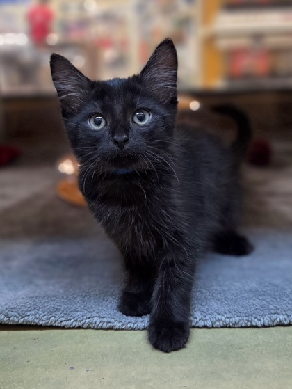 Adoptable pet: Pepe