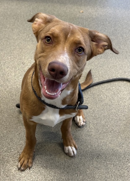 Dogs Puppies Adopt Beatrice Humane Society