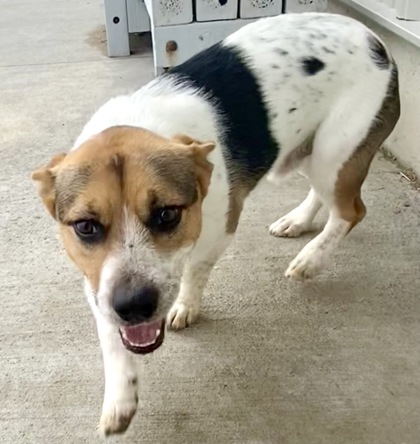 Dogs Puppies Adopt Beatrice Humane Society