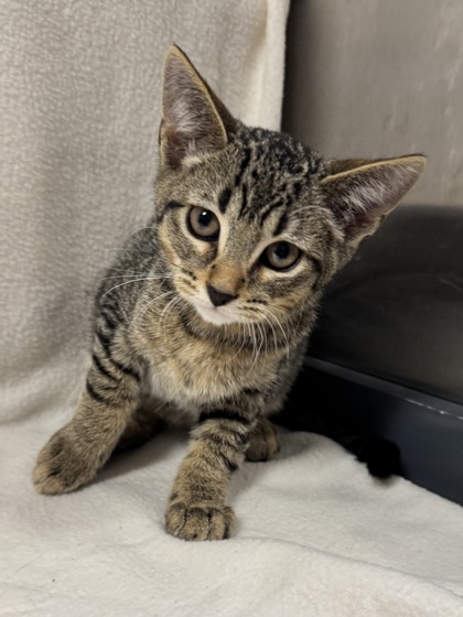 Available Cats - P.A.W.S. People Animal Welfare Society