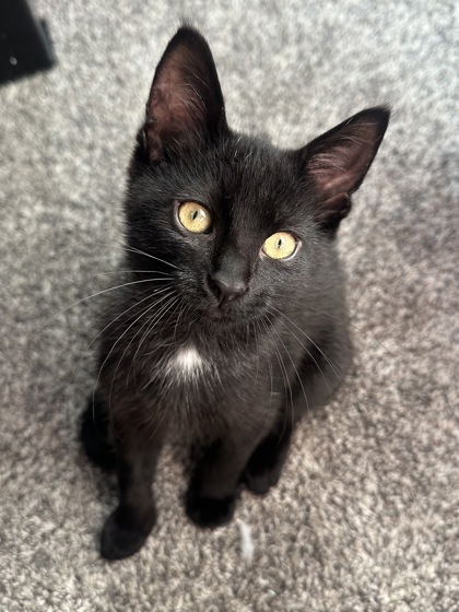 family cats　0308 Our Family