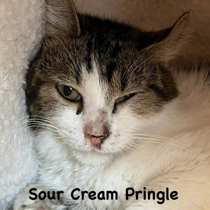 Sour Cream Pringle