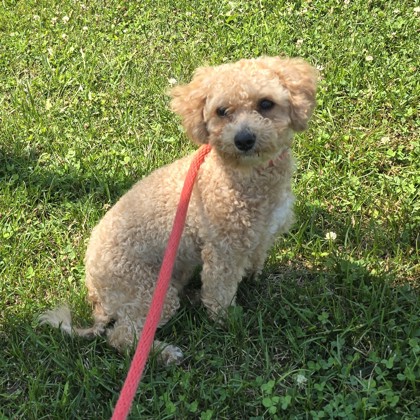 Lulu photo