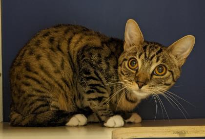 Benson