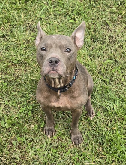 Lyla