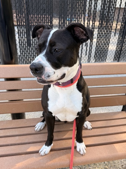 Baby Girl Luna photo