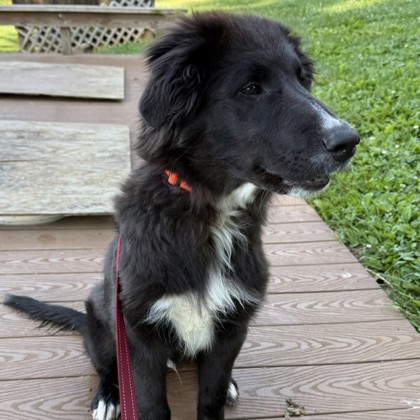 Charlie photo