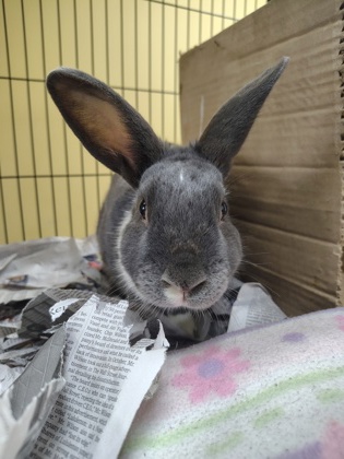 Benjamin Bunny photo