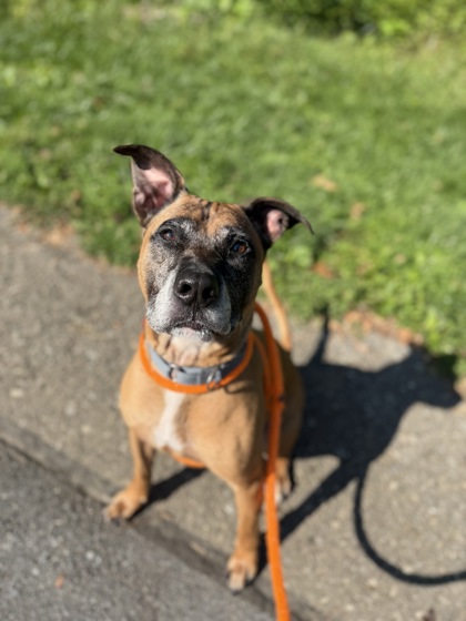 Scooby photo