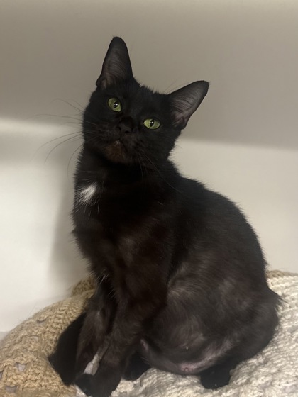 Ebony photo