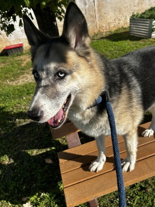 Gunner — foto 2