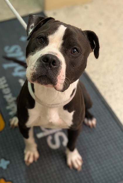 Hercules — photo 1