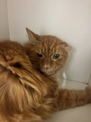 Marmalade photo