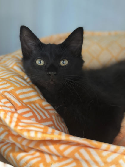 Binks photo