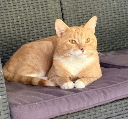 Norman — foto 2