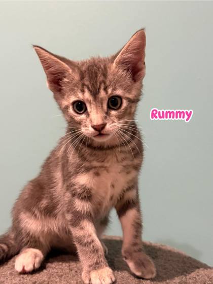 Rummy photo