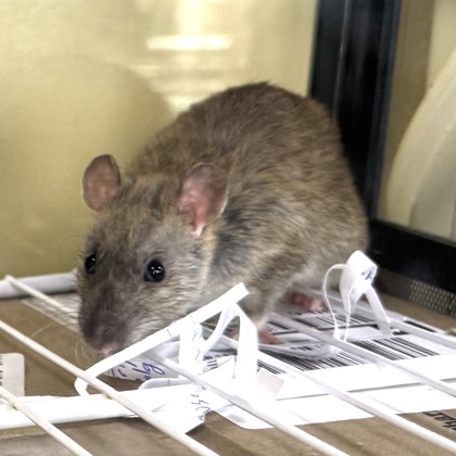 Lady Mouse
